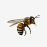 Manchester Bee